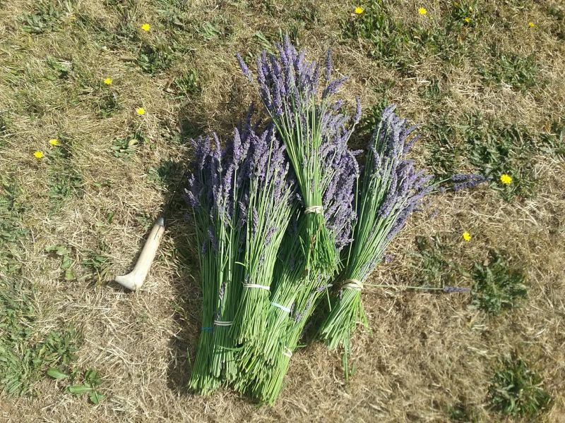 bunches of long stemmed lavender on grass