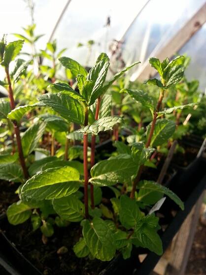 Mint plants with green fringed leaves and red stems in a greenhouse with the sun shining on them