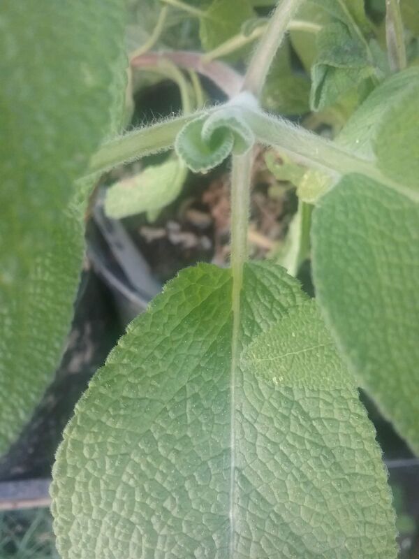 close up sage green leaves
